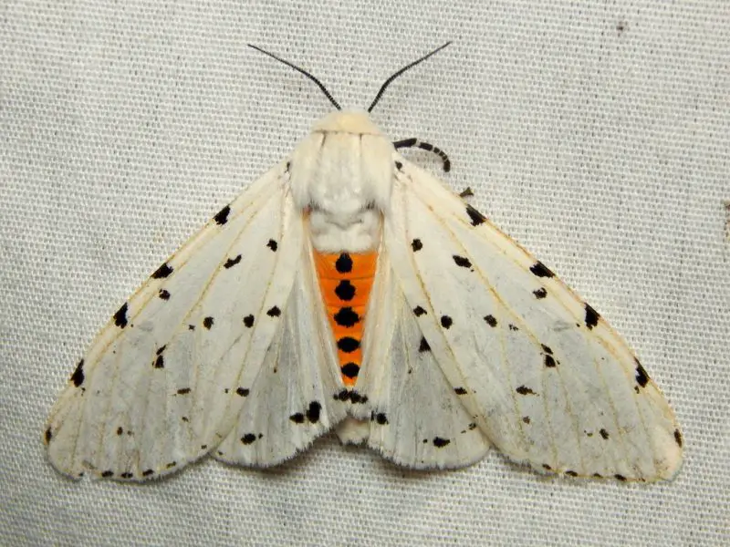 Moths in Colorado