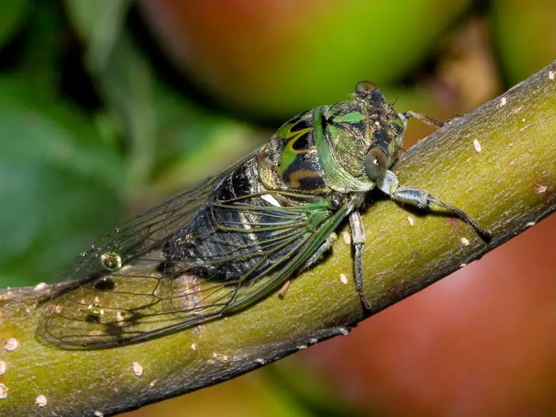 Cicadas in Florida