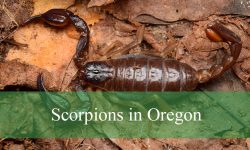 3 Types of Scorpions in Oregon (With Pictures and Identification)