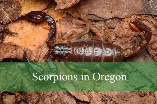 Scorpions in Oregon