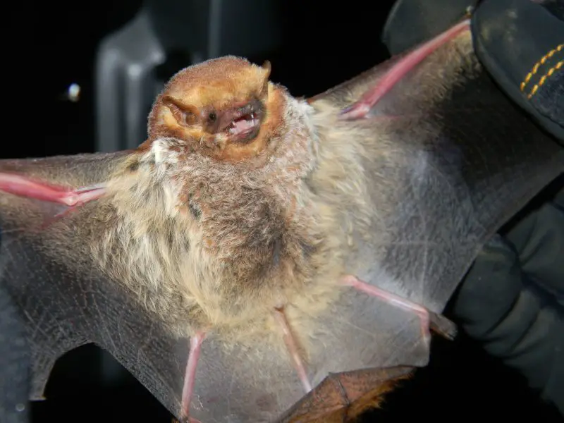 Bats in New Hampshire