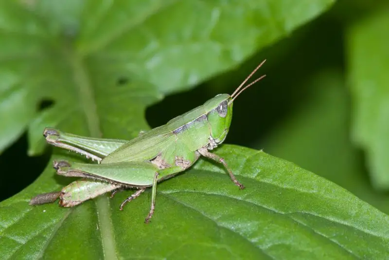 Grasshoppers in Texas