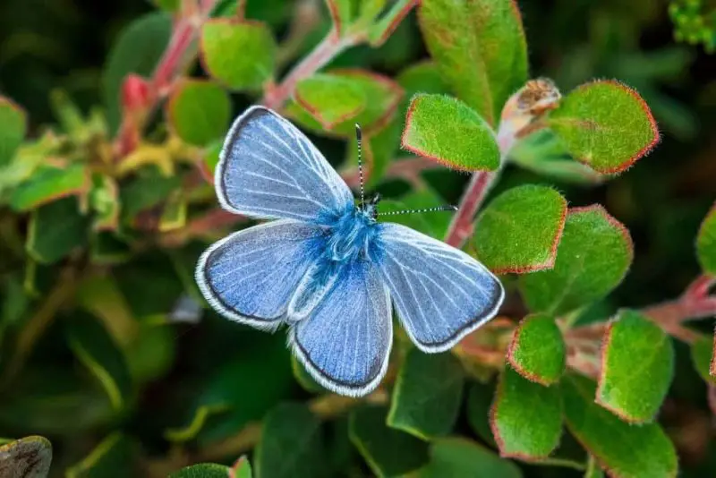 Blue Butterflies in Virginia