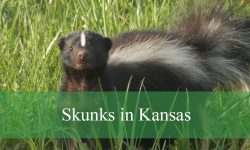 3 Types of Skunks in Kansas (With Pictures and Identification)