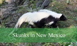 4 Types of Skunks in New Mexico (With Pictures and Identification)