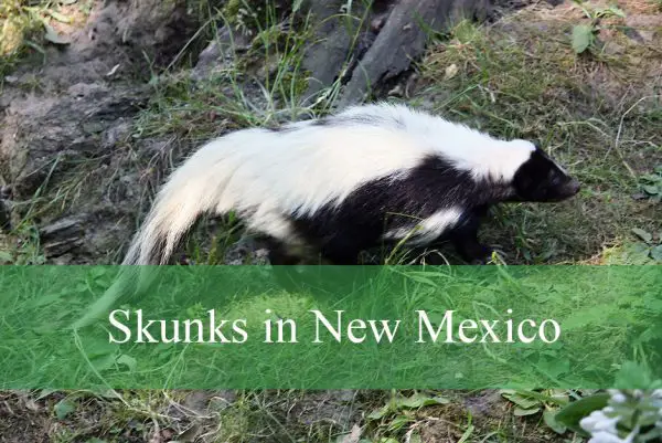 Skunks in New Mexico