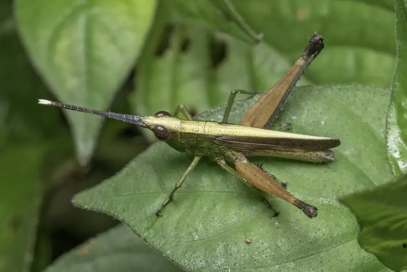 Grasshoppers in Arizona