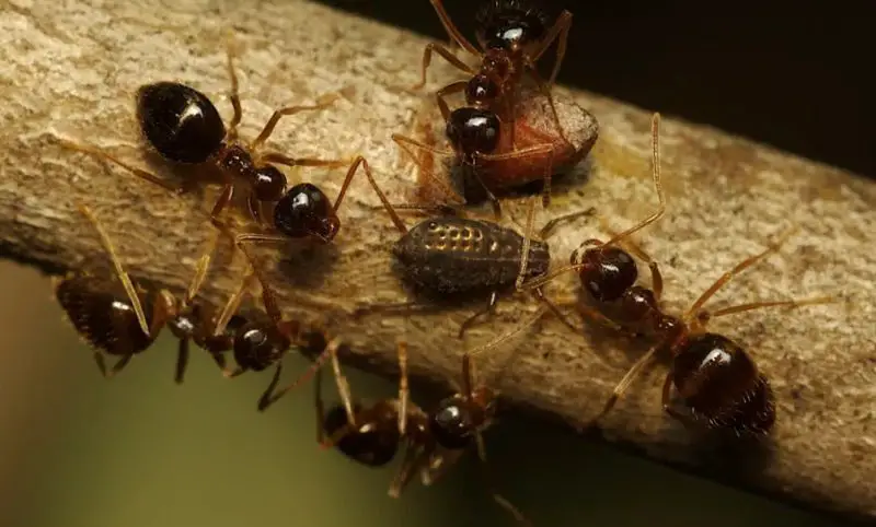 Types of Ants in California