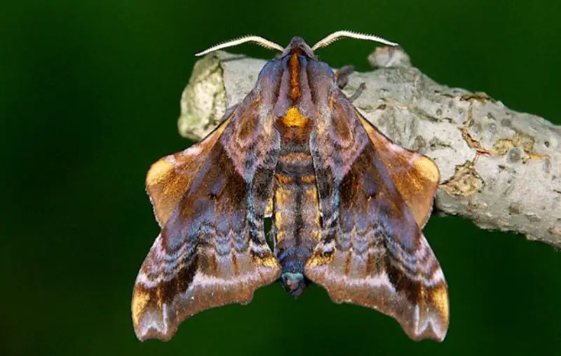 Moths in Colorado