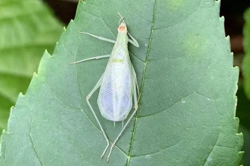 Crickets in New York