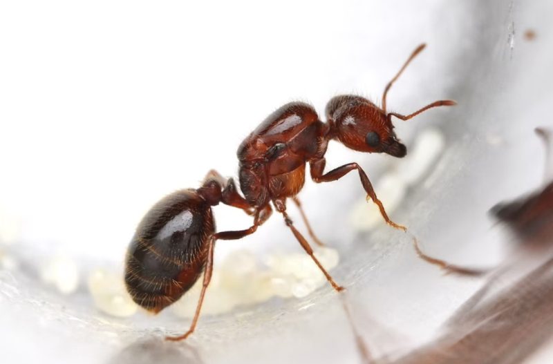Biting Ants in Florida