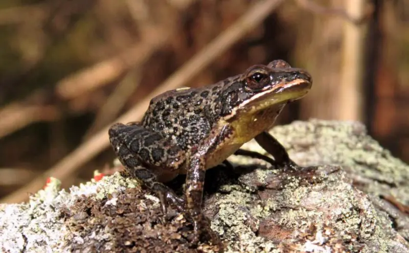 frogs in Georgia