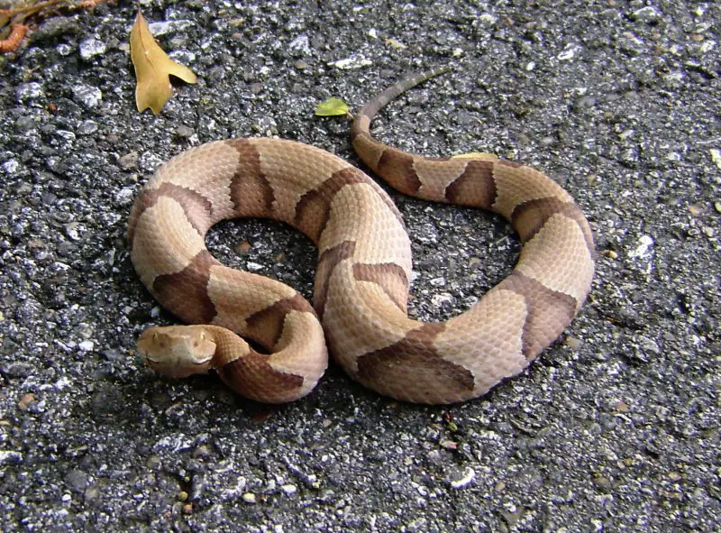 Poisonous Animals in Florida