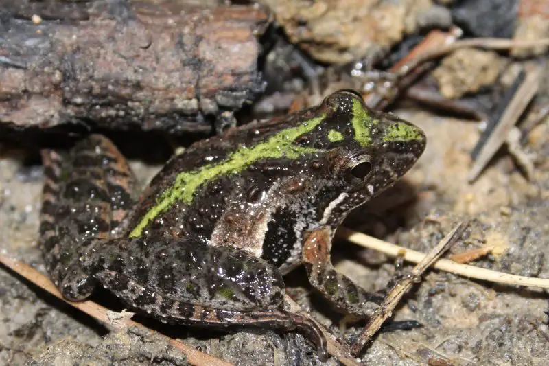 frogs in Georgia