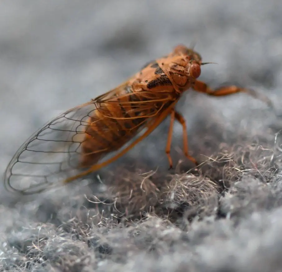 Cicadas in Florida