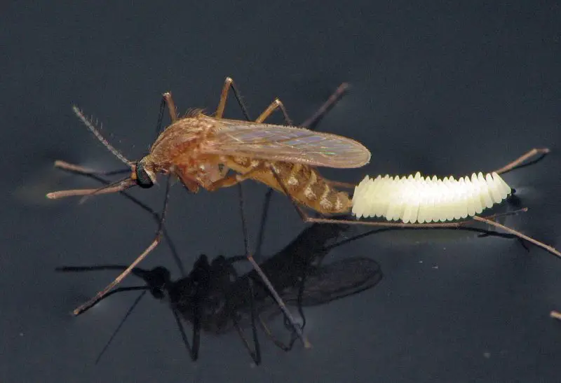 Mosquitoes in Arizona