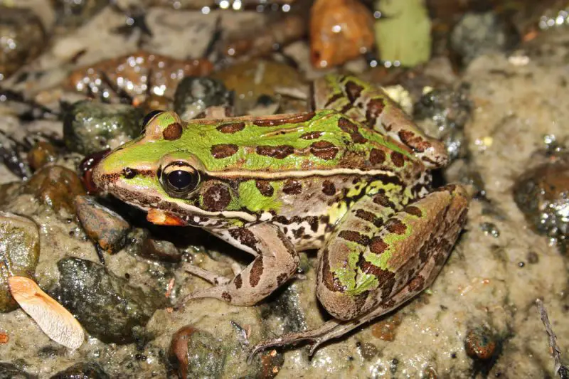 frogs in Georgia