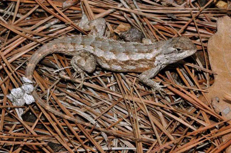Lizards in Oklahoma