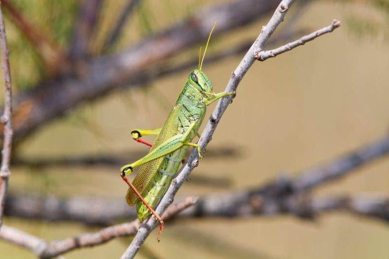 Grasshoppers in Texas