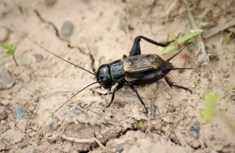 Crickets in New York