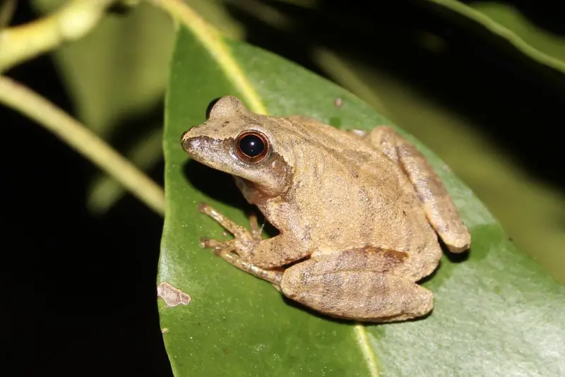 Frogs in Michigan