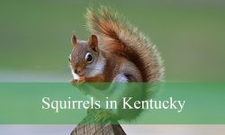 5 Types of Squirrels in Kentucky (With Pictures and Identification)