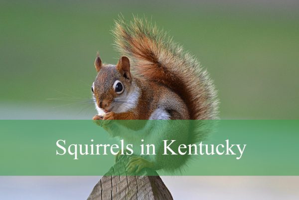 Squirrels in Kentucky