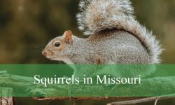 6 Types of Squirrels in Missouri (With Pictures and Identification)