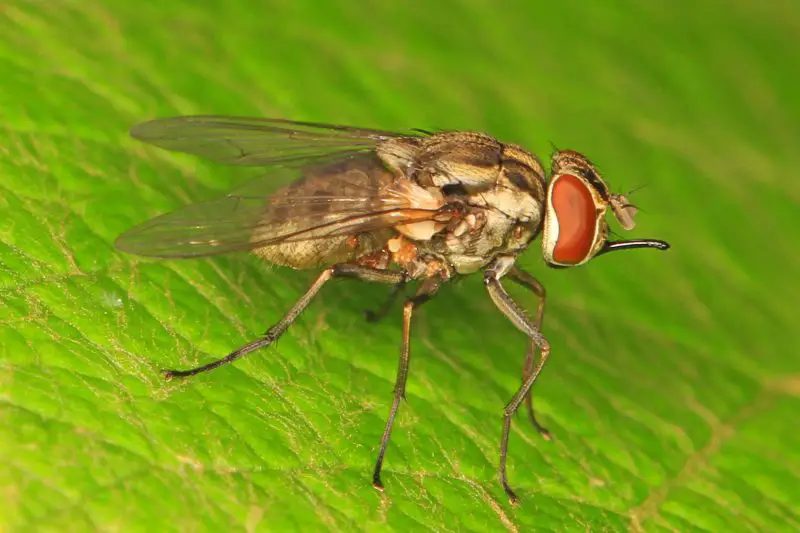 Biting Flies in Florida