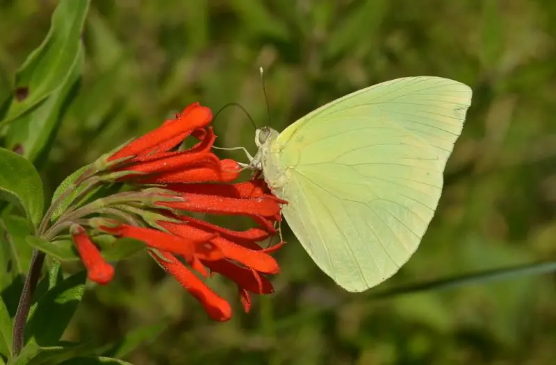 Yellow Butterflies in Florida
