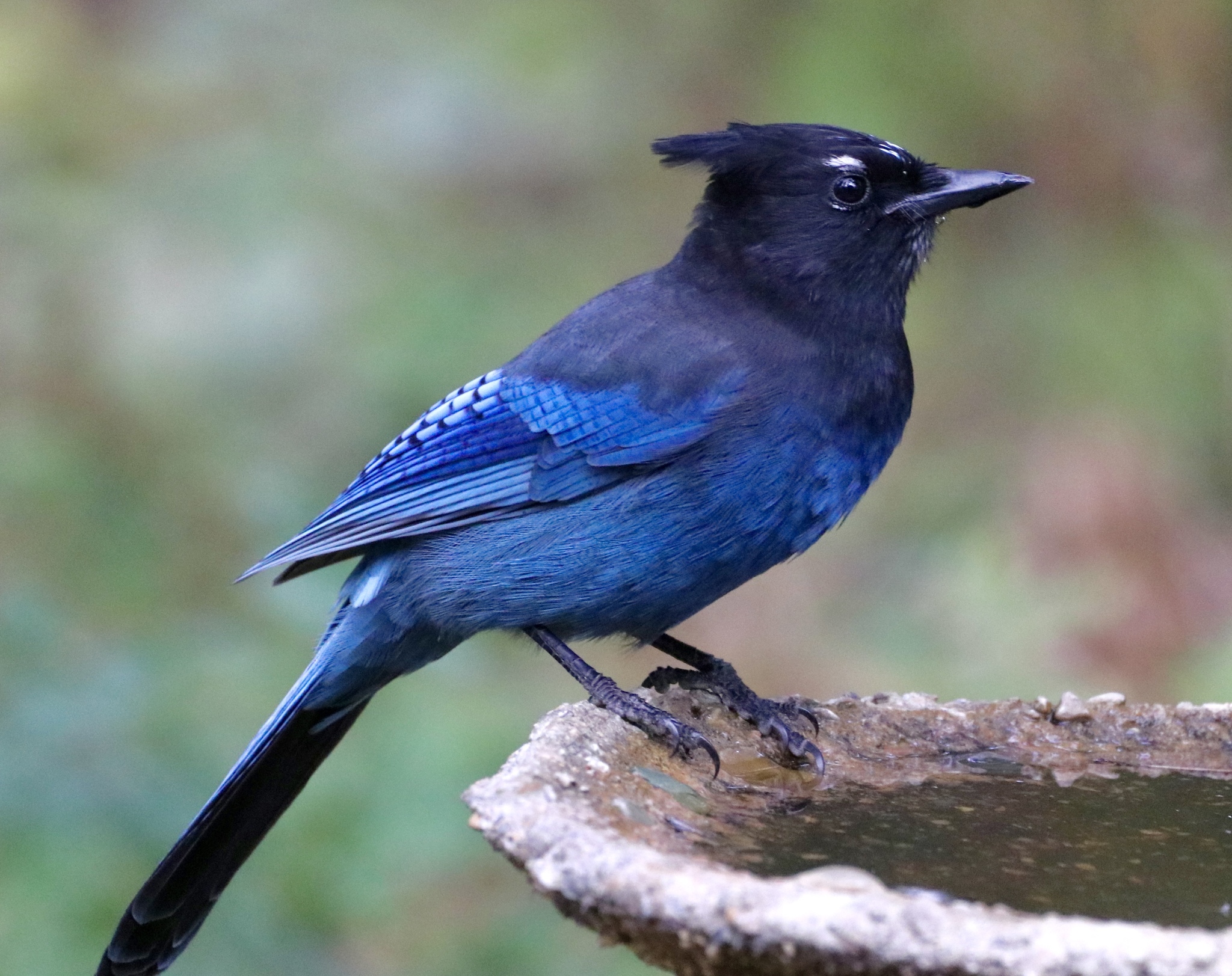 Jays in Arizona