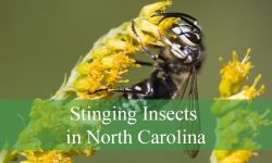 8 Dangerous Stinging Insects in North Carolina (With Pictures)