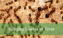 15 Dangerous Stinging Insects in Texas (Pictures and ID Guide)