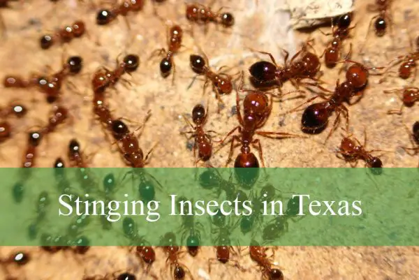Stinging Insects in Texas