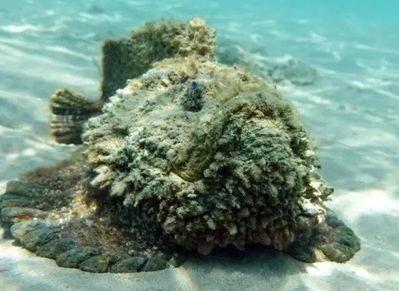 Poisonous Animals in Florida