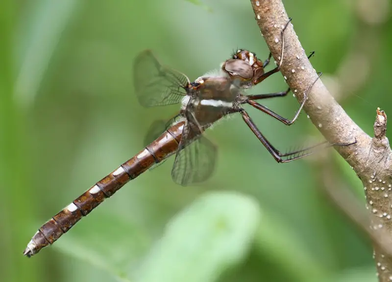 Dragonflies in Illinois