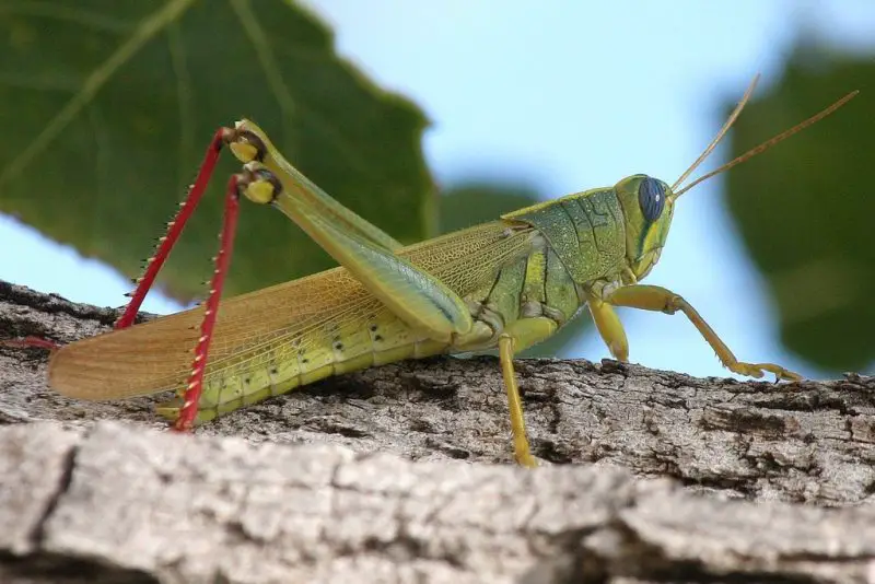 Grasshoppers in Arizona