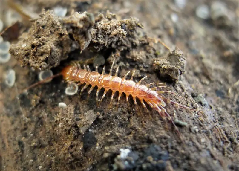 Centipedes in Ohio