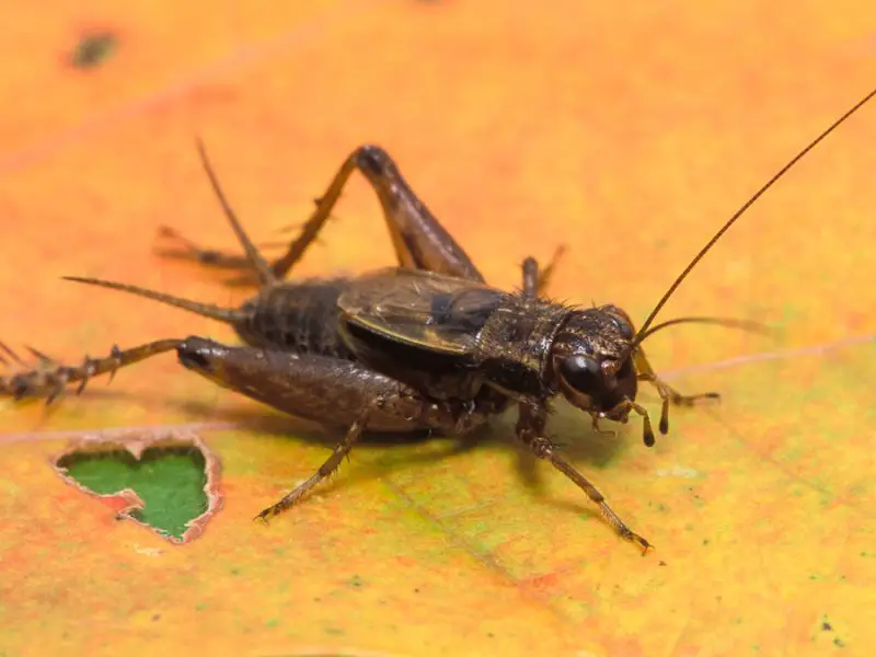 Crickets in New York