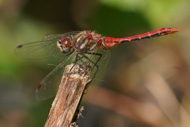 Dragonflies in Colorado
