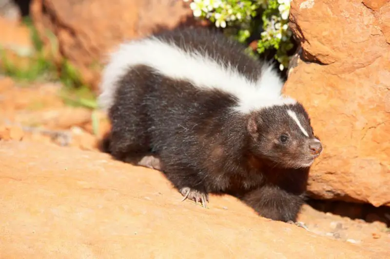 Types of Skunks in Iowa