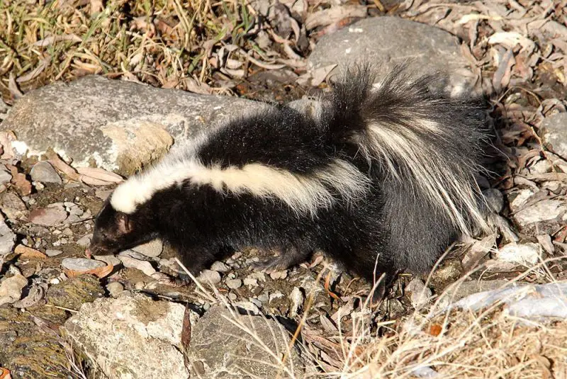 Skunks in New Mexico