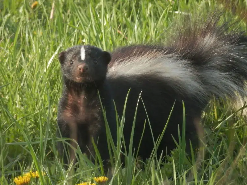 Skunks in Kansas