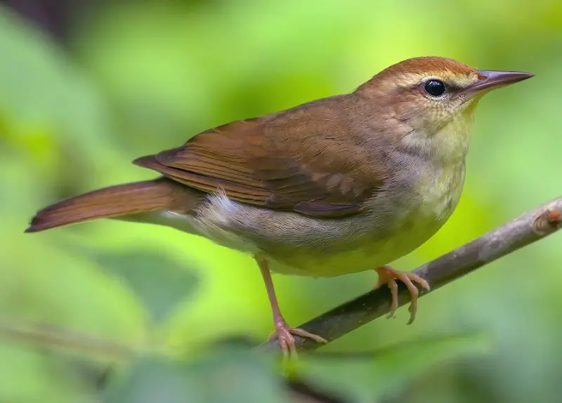 Warblers in Kentucky
