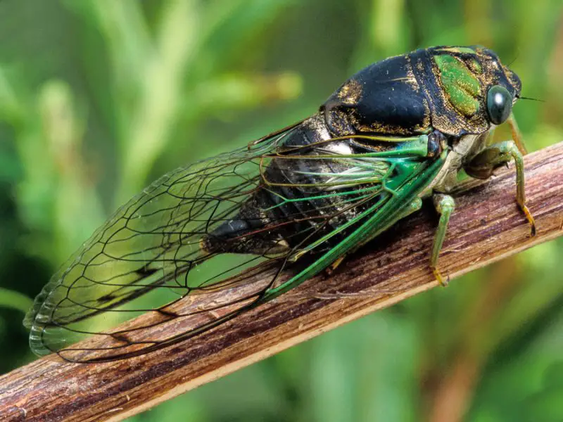 Cicadas in Florida