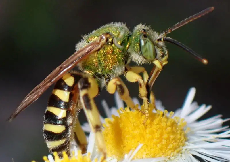 Dangerous Stinging Insects in Washington State
