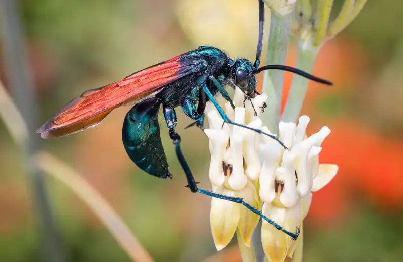 Stinging Insects in Florida