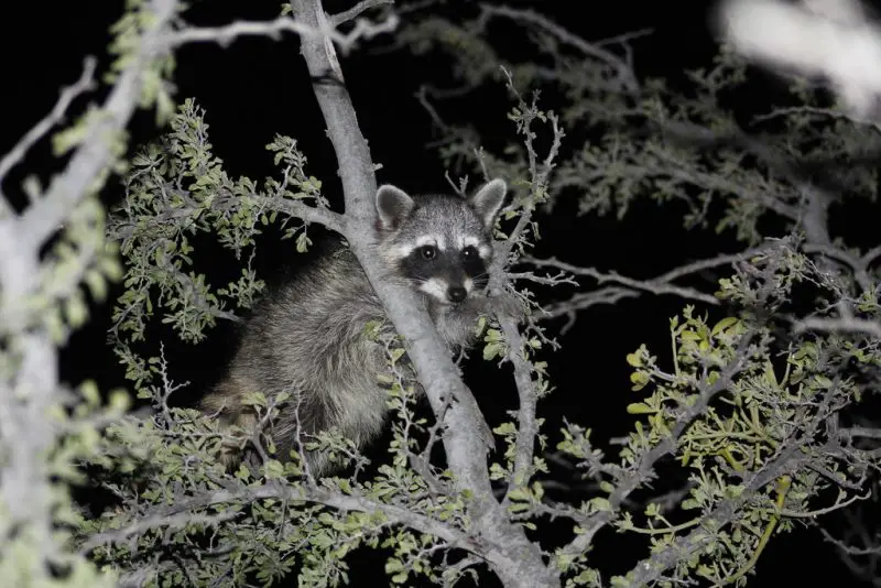 Raccoons in Texas