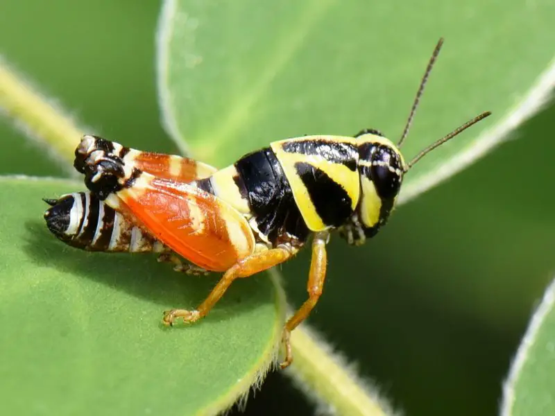 Grasshoppers in Texas