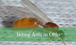 9 Types of Biting Ants in Ohio (With Pictures and Identification)